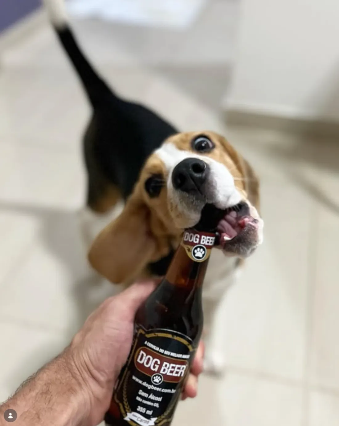 Cão com Dog Beer