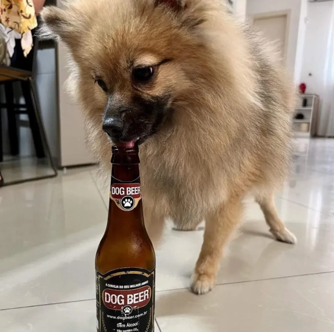 Tutor brindando com o cão